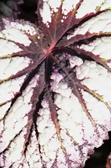 Begonia: Begonia, Begonia Fireworks, close view of a leaf