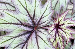 Rhizome: Begonia, Begonia Little Brother Montgomery, Close up detai