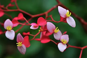 Begonia: Begonia Flower