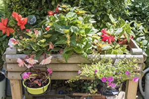 Container: Begonia flowers in a wooden bin on a garden terrace