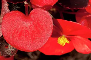 Begonia: Begonia Leaf & Flower