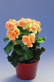 Begonia: BEGONIA - IN POT