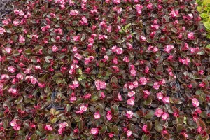 Seedlings: Begonia seedlings Senator light pink, in a greenhouse
