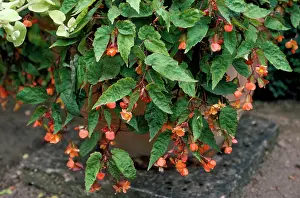 Begonia: Begonia Sutherlandii