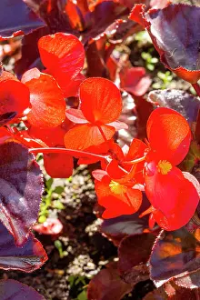 Lasting: Begonia Viking XL Red On Chocolate F1, flowers