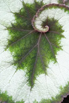 Begonia: BegoniaEscargot
