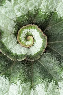 Begonia: BegoniaEscargot