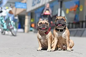 Behaved: Well behaved French Bulldog dogs without leash s