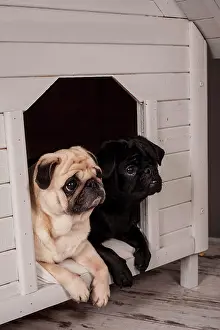 Kennel: Beige and Black Pugs in a kennel