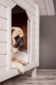 Kennel: Beige pug lying in a kennel