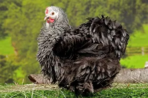 Beijing: Beijing Silver Chicken hen