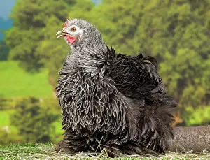 Beijing: Beijing Silver Chicken hen