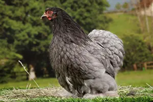 Beijing: Beijing Silver Chicken hen