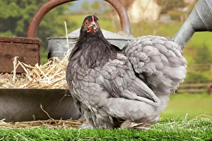 Beijing: Beijing Silver Chicken hen