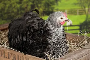Hens: Beijing Silver Chicken hen