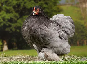 Hens: Beijing Silver Chicken hen