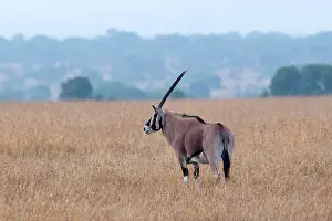 Beisa Oryx
