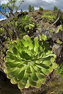 Aeonium: Bejeque (Aeonium sp), It is an endemic plant of
