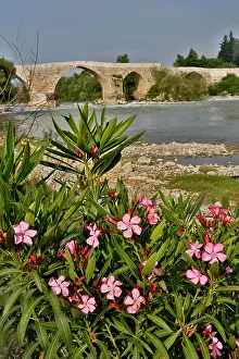 Oleander: Bekis Roman Bridge near Antalya, Turkey
