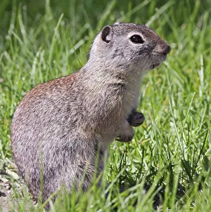 Gather: A Belding's ground squirrel on alert at