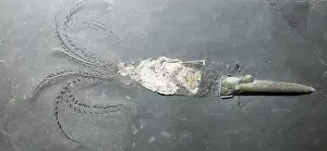 Squids: Belemnite: fossil type of squid, now extinct
