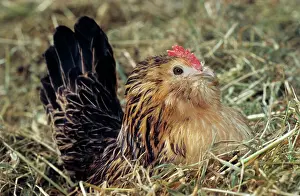 Bantams: Belgian bantam - on nest