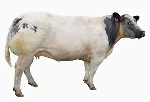 Studios: Belgian Blue Heifer