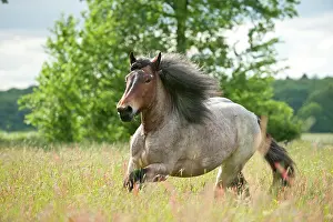 Draft: Belgian Draft horse galloping across a meadow