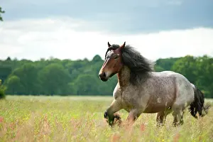 Draft: Belgian Draft Horse galloping across a meadow