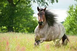 Heavy: Belgian Draft Horse galloping across a meadow