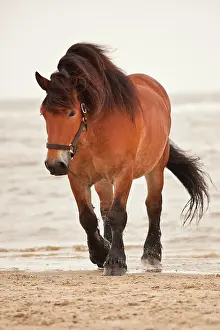 Mamma: Belgian Draft Horse gelding, roaming free on the