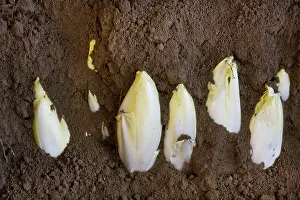 Cichorium: Belgian / French Endive / Witlof / Common Chicory