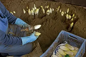 Cichorium: Belgian / French Endive / Witlof / Common Chicory