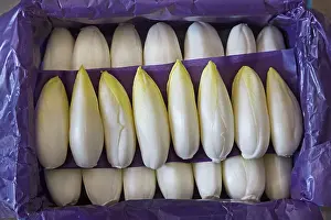 Cichorium: Belgian / French Endive / Witlof / Common Chicory