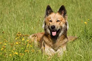 Gramineae: Belgian Shepherd Dog crossbreed lying on a meadow