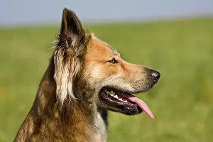 Crossbreed: Belgian Shepherd Dog crossbreed, portrait