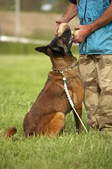 Malinois: Belgian Shepherd Dog at training
