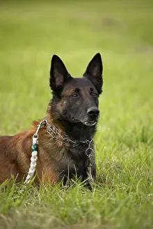 Malinois: Belgian Shepherd dog at training