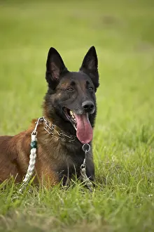 Malinois: Belgian Shepherd dog at training