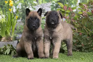Tervuren: Belgian Shepherd puppies outdoors in the garden