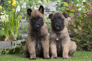 Tervuren: Belgian Shepherd puppies outdoors in the garden