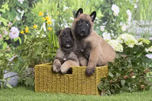 Tervuren: Belgian Shepherd puppies outdoors in the garden