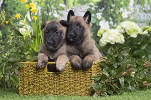 Tervuren: Belgian Shepherd puppies outdoors in the garden