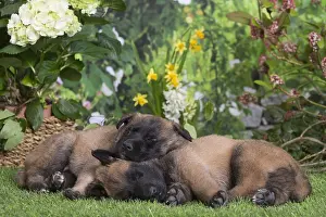 Tervuren: Belgian Shepherd puppies outdoors in the garden