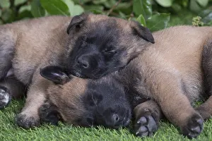 Tervuren: Belgian Shepherd puppies outdoors in the garden