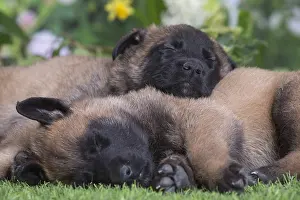 Tervuren: Belgian Shepherd puppies outdoors in the garden