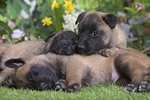 Tervuren: Belgian Shepherd puppies outdoors in the garden
