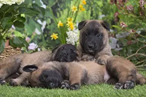 Tervuren: Belgian Shepherd puppies outdoors in the garden