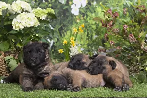 Tervuren: Belgian Shepherd puppies outdoors in the garden