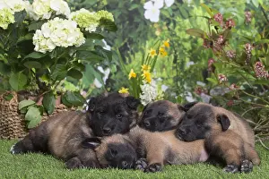 Tervuren: Belgian Shepherd puppies outdoors in the garden